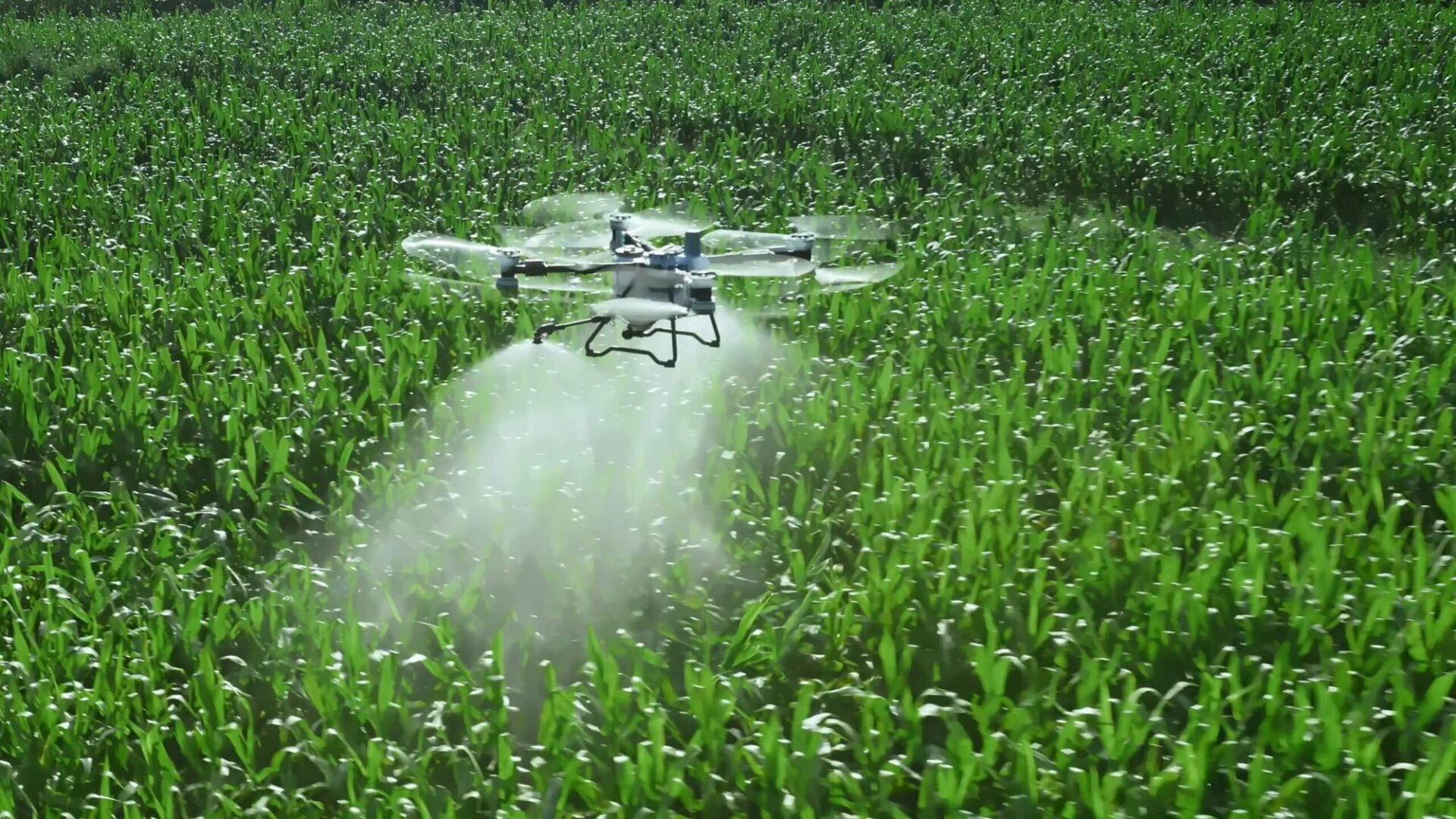 Dron rolniczy DJI Agras T100 podczas oprysku kukurydzy