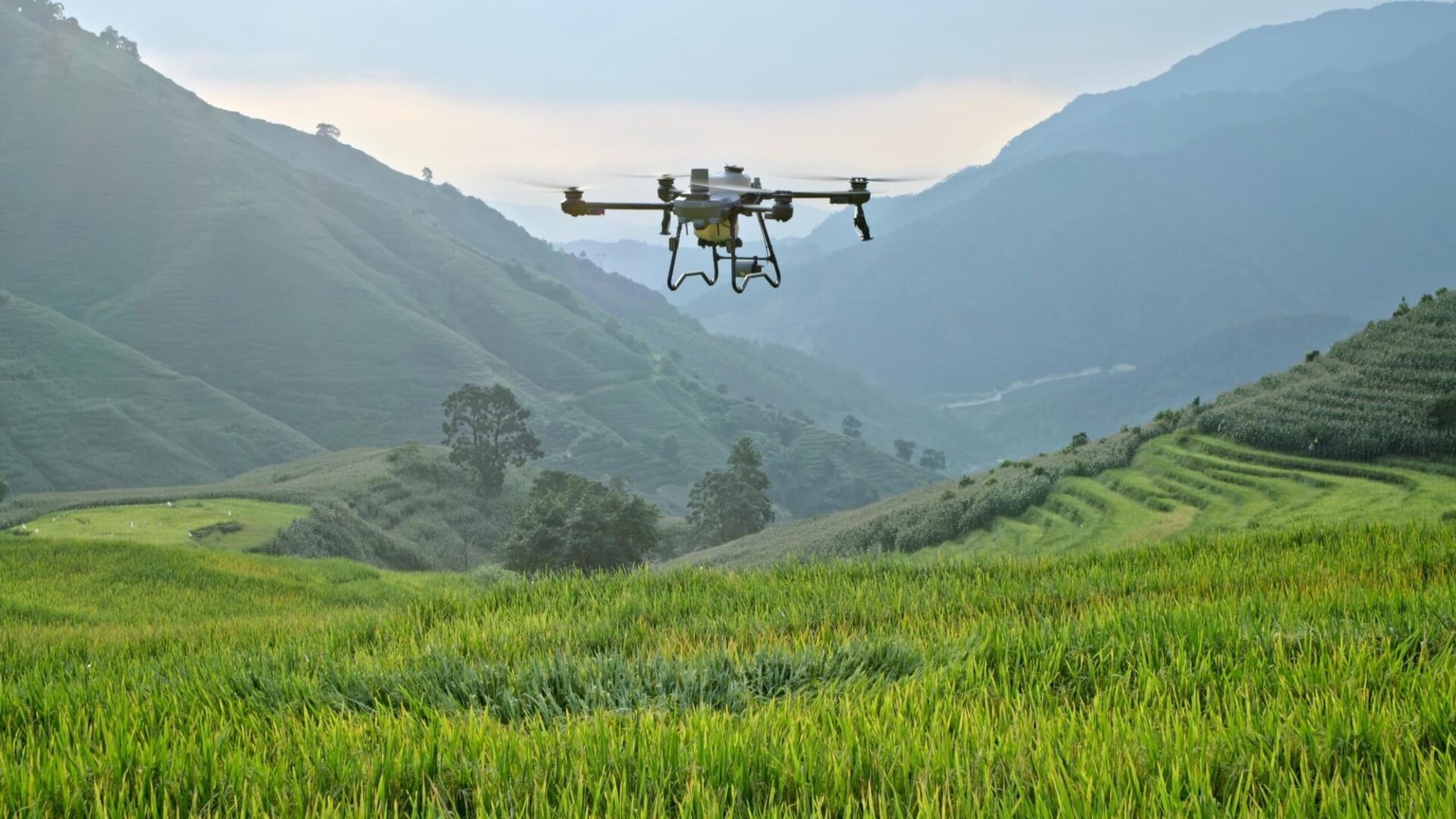 Dron rolniczy DJI Agras T25P nad uprawą w dolinie