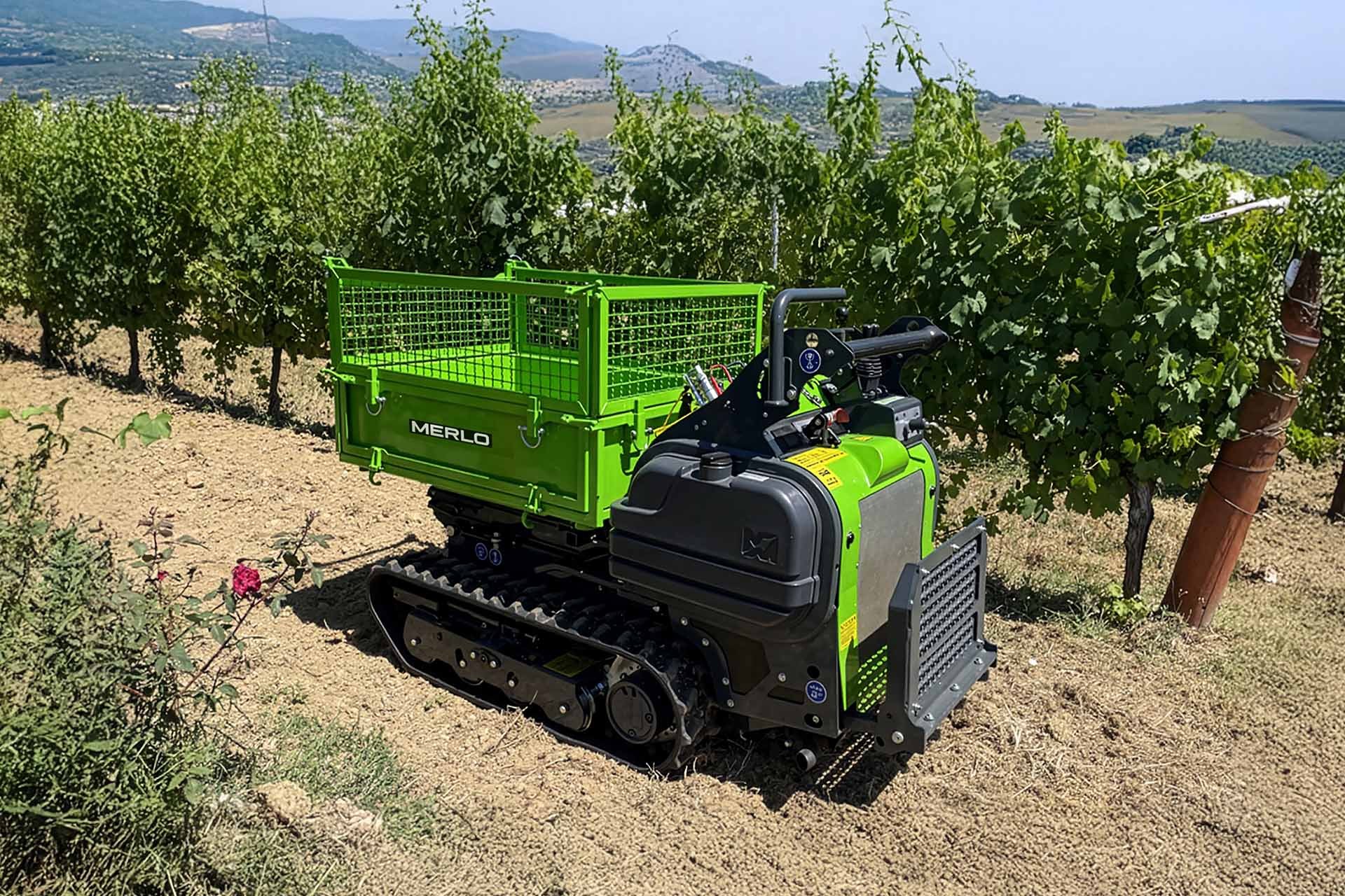 Merlo CINGO M8.3TD-EVO – przenośnik gąsienicowy ze skrzynią z burtami siatkowymi w winnicy