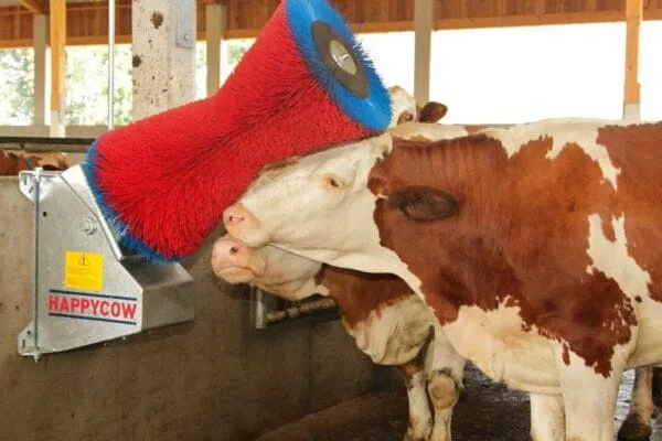 Czochradło - HAPPYCOW - Kerbl