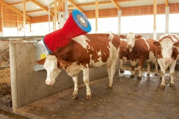 Czochradło - HAPPYCOW - Kerbl
