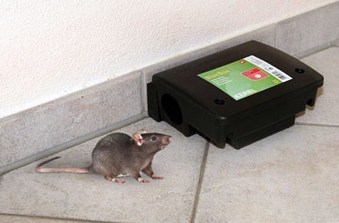 Karmnik deratyzacyjny na myszy - Peti - Kerbl 1