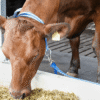 Obroża dla krów XL z karabińczykiem - 87289002 - DeLaval