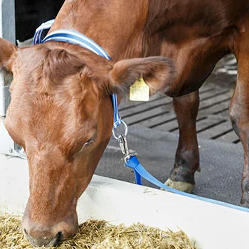 Obroża dla krów XL z karabińczykiem - 87289002 - DeLaval