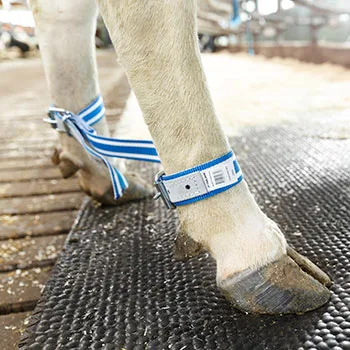 Pęto dla krów - 87651501 - DeLaval
