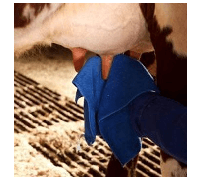 Ręcznik mikrofibra 31x31cm, 12 szt - 92065151 - DeLaval