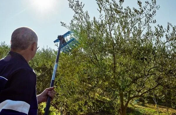 Pneumatyczny kombajn do oliwek Tuono Evo - ATRA.0281 - Campagnola