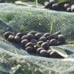 Siatka do oliwek - 6x12 m RETE.0102 - RETE.0102 - CAMPAGNOLA