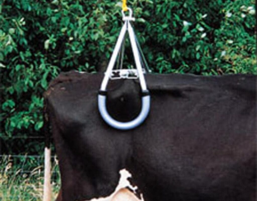 Polegująca krowa? Jak podnieść krowę? 1