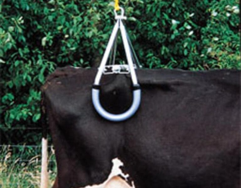 Polegująca krowa? Jak podnieść krowę? 3