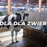 Poidła dla zwierząt