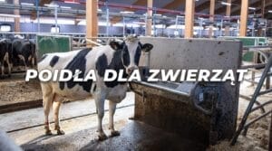 Poidła dla zwierząt
